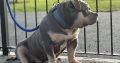 American Bully in Ireland – IKC Registered