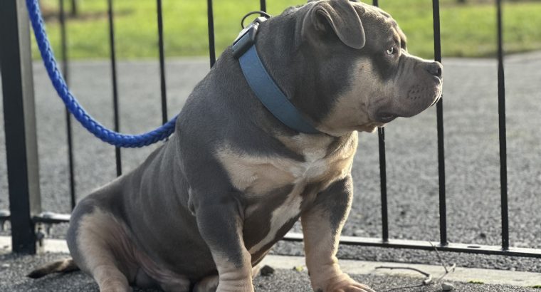 American Bully in Ireland – IKC Registered