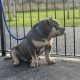 American Bully in Ireland – IKC Registered