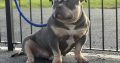 American Bully in Ireland – IKC Registered