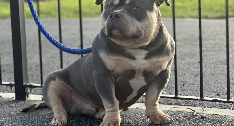 American Bully in Ireland – IKC Registered