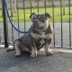 American Bully in Ireland – IKC Registered