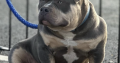 American Bully in Ireland – IKC Registered