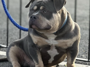 American Bully in Ireland – IKC Registered