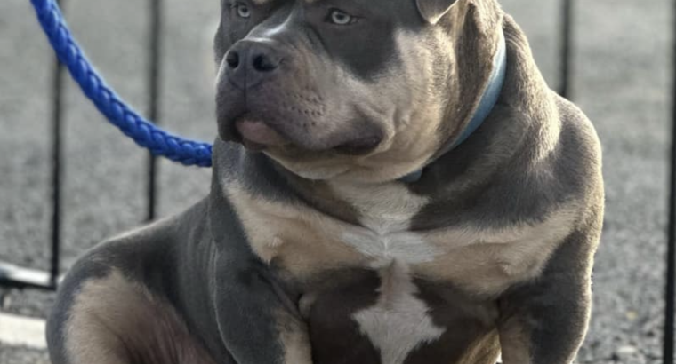 American Bully in Ireland – IKC Registered