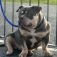 American Bully in Ireland – IKC Registered
