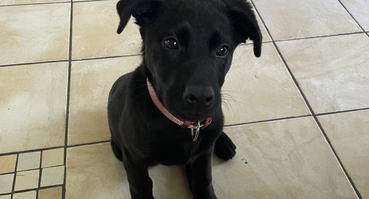 Lab x German puppy