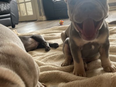 French bulldog