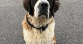 St Bernard Puppies for Sale in Ballinalee