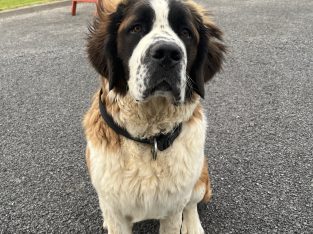 St Bernard for Sale