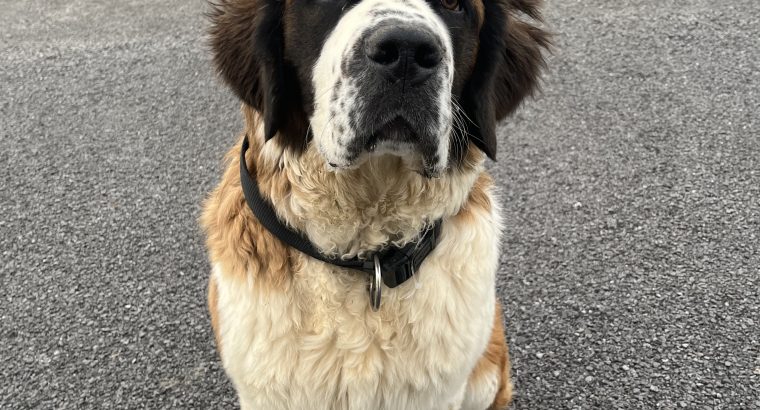 St Bernard Puppies for Sale in Ballinalee