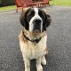 St Bernard Puppies for Sale in Ballinalee