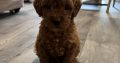 Maltipoo Puppies for Sale in Castlebar