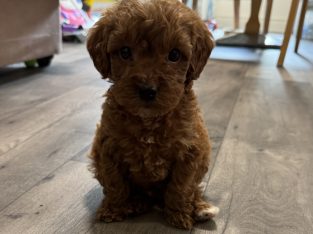 Maltipoo for sale