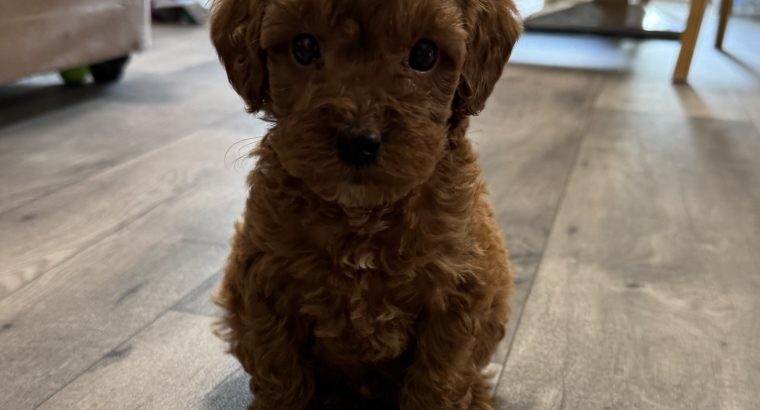 Maltipoo Puppies for Sale in Castlebar