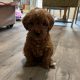Maltipoo Puppies for Sale in Castlebar