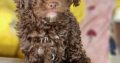 Cavapoo puppy’s