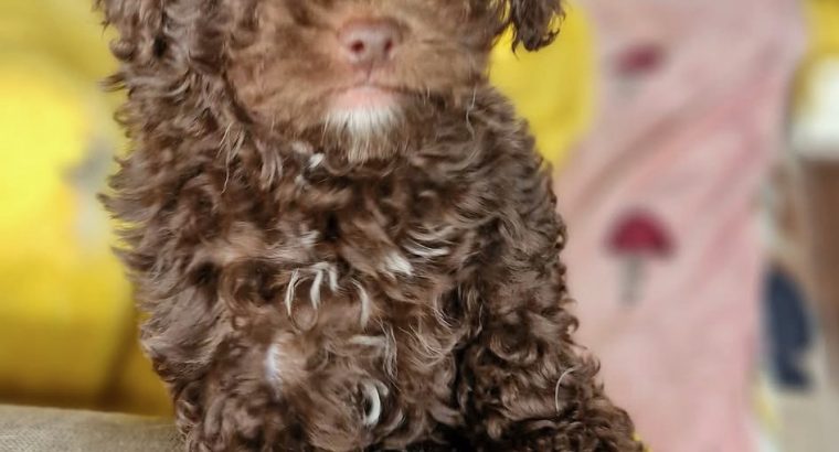 Cavapoo puppy’s