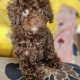 Cavapoo puppy’s