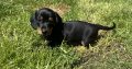 Miniature Dachshund Puppies in Louth