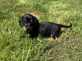 Miniature Dachshund Puppies in Louth