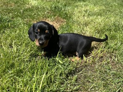 Miniature Dachshund Puppies in Louth