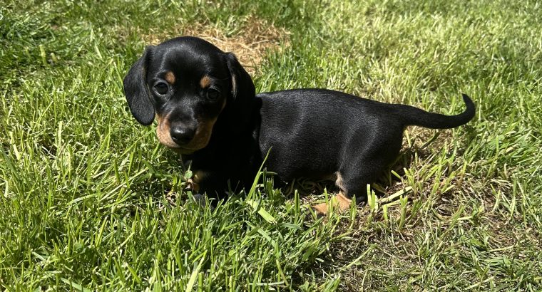 Miniature Dachshund Puppies in Louth