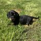 Miniature Dachshund Puppies in Louth