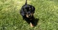 Miniature Dachshund Puppies in Louth