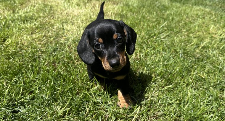 Miniature Dachshund Puppies in Louth