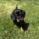 Miniature Dachshund Puppies in Louth