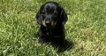 Miniature Dachshund Puppies in Louth