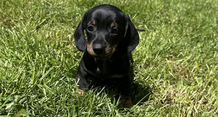 Miniature Dachshund Puppies in Louth