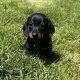 Miniature Dachshund Puppies in Louth