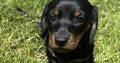 Miniature Dachshund Puppies in Louth