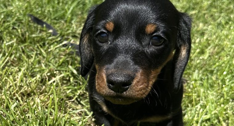 Miniature Dachshund Puppies in Louth