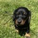 Miniature Dachshund Puppies in Louth