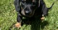 Miniature Dachshund Puppies in Louth
