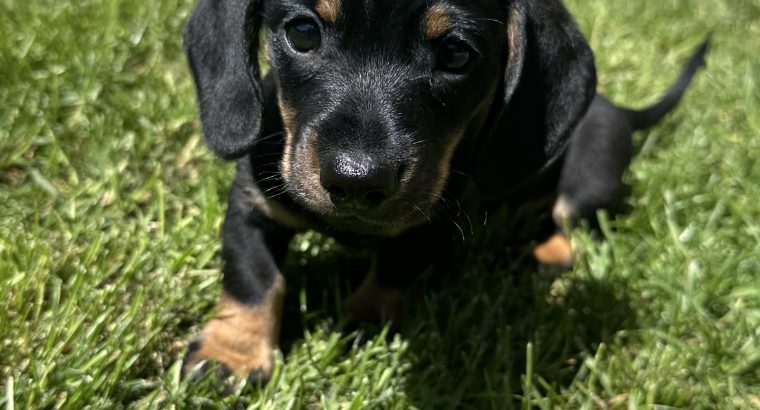 Miniature Dachshund Puppies in Louth