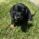 Miniature Dachshund Puppies in Louth