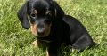 Miniature Dachshund Puppies in Louth