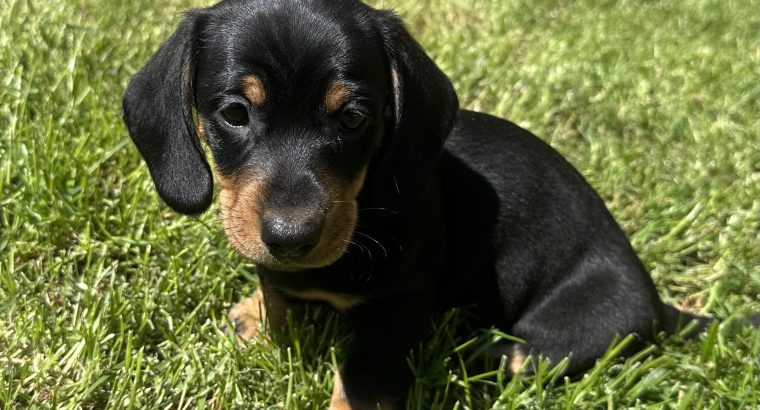 Miniature Dachshund Puppies in Louth