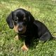 Miniature Dachshund Puppies in Louth