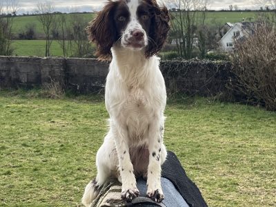 Springer Spaaniel