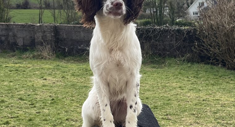 Springer Spaaniel