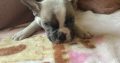 French Bulldog Puppies in Kilmaley – Playful Mix