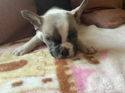 French Bulldog Puppies in Kilmaley – Playful Mix