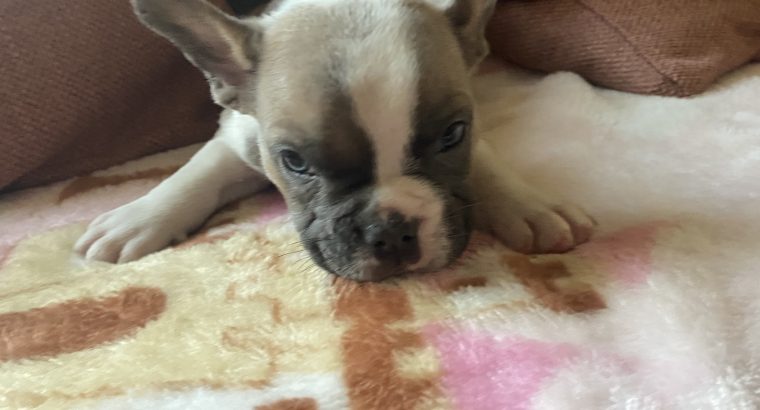 French Bulldog Puppies in Kilmaley – Playful Mix