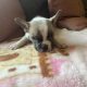French Bulldog Puppies in Kilmaley – Playful Mix