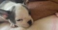 French Bulldog Puppies in Kilmaley – Playful Mix